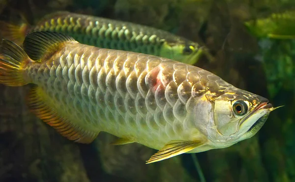 Albino Arowana Fisch Fisch Silber Arowana Schwimmen Aquarium Unterwasseraquarium Skleropages — Stockfoto