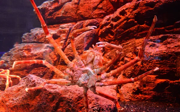 Cangrejo Araña Gigante Cangrejo Gigante Japonés Nadando Acuario Submarino Spider —  Fotos de Stock