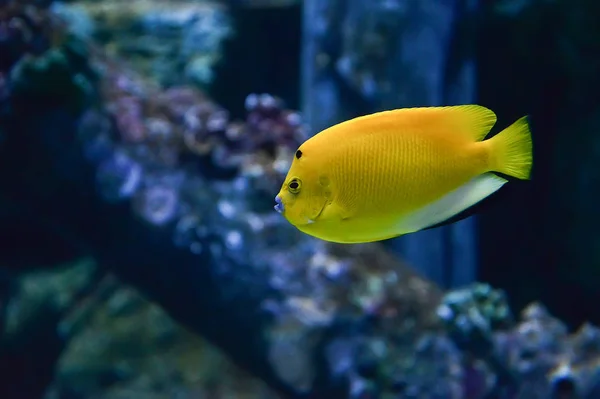Três Pontos Imperador Angelfish Amarelo Peixe Boca Azul Nadando Vida — Fotografia de Stock