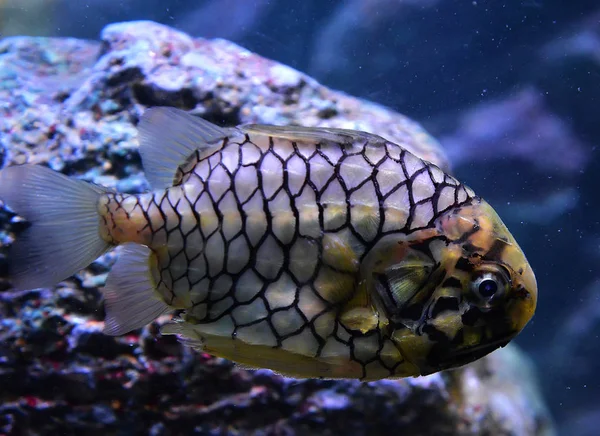 Ananasfisch Oder Cleidopus Gloriamaris Unterwasserfotografie Von Ananasfischen Gelb Schwimmend Meereslebewesen — Stockfoto