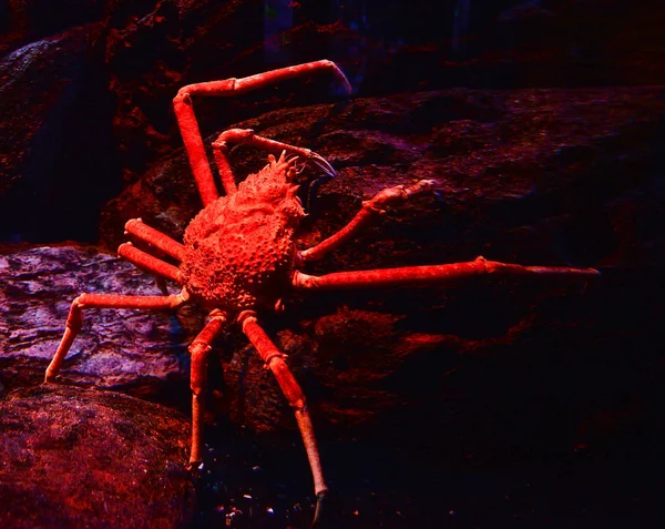 Riesenspinnenkrabbe Japanische Riesenkrabbe Schwimmt Unterwasseraquarium Spinnenkrabbe Macrocheira Kaempferi Auf Felsenmeer — Stockfoto