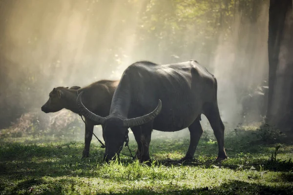 Βουβάλια Στην Εξοχή Πεδίο Ζώο Θηλαστικό Βόσκουν Αγελάδες Μαύρο Βουβάλι — Φωτογραφία Αρχείου