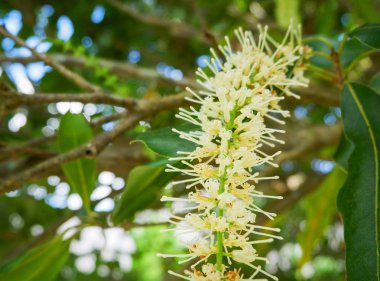 çiçek macadamia nut asmak ağaç dal ve yaprak yeşil macadamia Bahçe meyve arka planda 