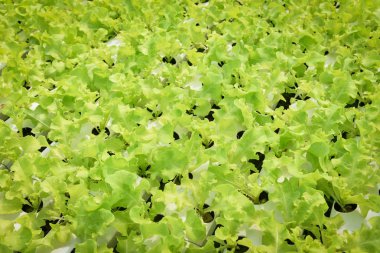 Sebze hydroponic sistemi / genç ve taze sebze yeşil meşe marul salata büyüyen hydroponic bahçe çiftlik salata su sera organik bitki sağlık gıda için tarımda toprak olmadan
