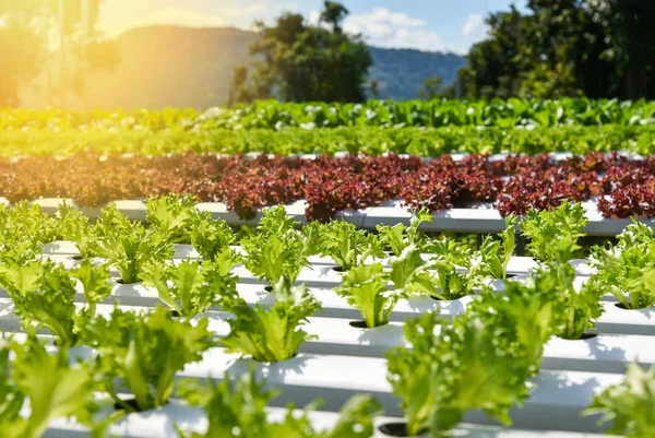 野菜の養液栽培システム 若くて新鮮な Frillice 氷山サラダ成長ガーデン水耕栽培の農場水健康食品の緑の家の有機性植物で土壌を用いる農業なしサラダ — ストック写真