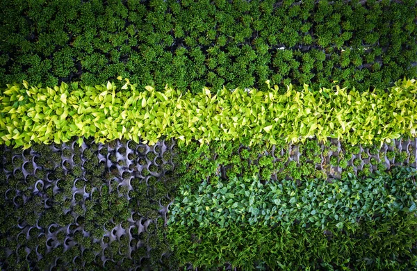 Zielona Roślina Tło Wzór Ściana Roślina Tekstura Tło Zielone Liście — Zdjęcie stockowe