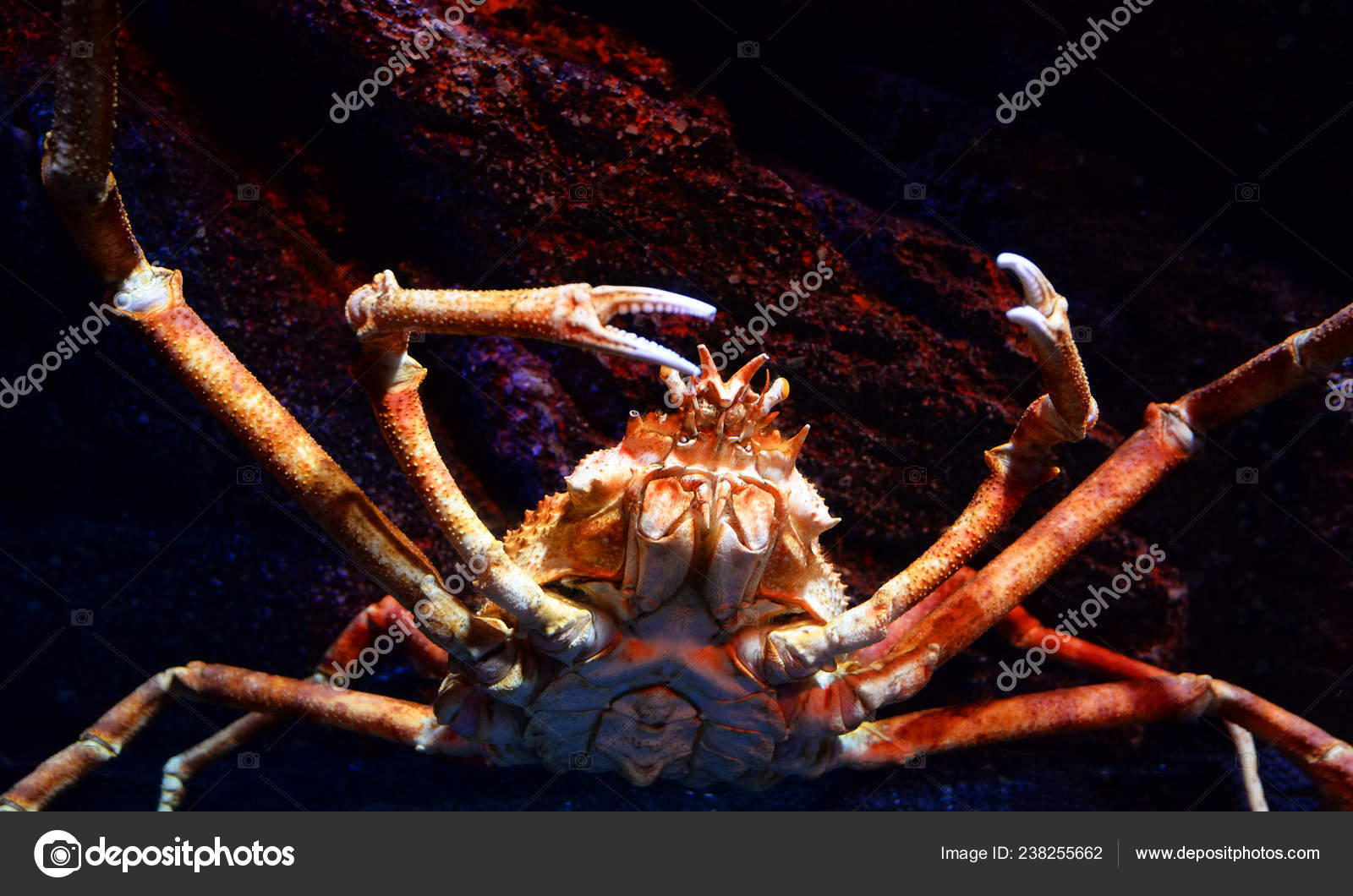 Giant Spider Crab Japanese Giant Crab Swimming Underwater Aquariumun Spider Stock Photo By C Poringdown Gmail Com Giant Spider Crab Japanese Giant Crab Swimming Underwater Aquariumun Spider Stock Photo By C Poringdown Gmail Com