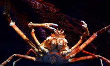 Giant spider crab / Japanese giant crab swimming underwater aquariumun - Spider Crab Macrocheira kaempferi on rock ocean clipart