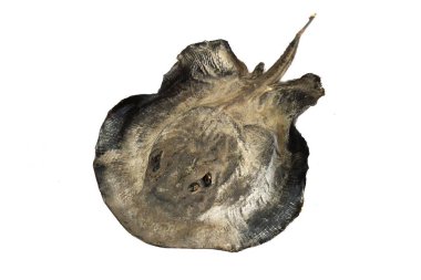 Balık dolgu hayvan / siyah stingray balık beyaz arka plan üzerinde izole Tahnitçilik