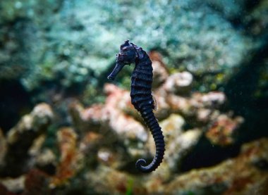 Siyah seahoruse / ortak seahoruse yüzme balık tank sualtı akvaryum 