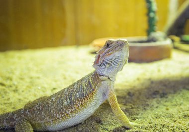 sakallı ejder (Pogona Vitticeps) - Avustralya kertenkele çöl kertenkele tür yatan 