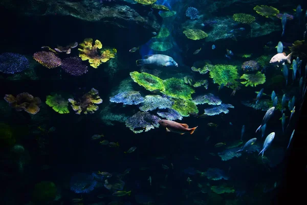 Peces Vida Marina Nadando Océano Submarino Colorido Varios Tipos Pecera — Foto de Stock
