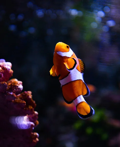 Amphiprion Palhaço Peixe Tanque Natação Aquário Subaquático Branco Laranja Peixe — Fotografia de Stock