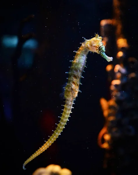 Zebra Nos Seahoruse Gemensamma Seahoruse Simning Fisk Tank Undervattensakvarium — Stockfoto