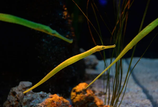 Alligator Zeenaald Zwemmen Vissen Onderwater Aquarium Groen Geel Pipefish Tank — Stockfoto