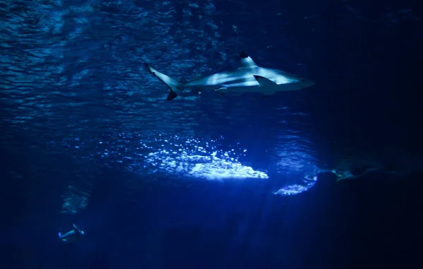 Blacktip Útes Žralok Obrázek Podvodní Mořského Žraloka Plavat Podmořský Život — Stock fotografie