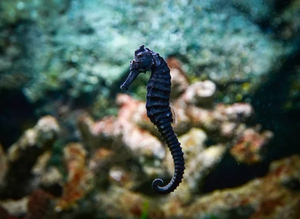 Black Seahoruse Common Seahoruse Swimming Fish Tank Underwater Aquarium — Stock Photo, Image