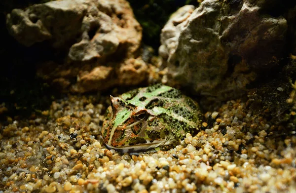 Grüner Gehörnter Frosch Aus Nächster Nähe Der Chachoan Gehörnte Frosch — Stockfoto