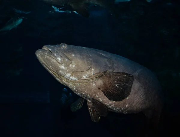 Peixe Garoupa Garoupa Gigante Dragão Natação Subaquática Oceano Vida Marinha — Fotografia de Stock