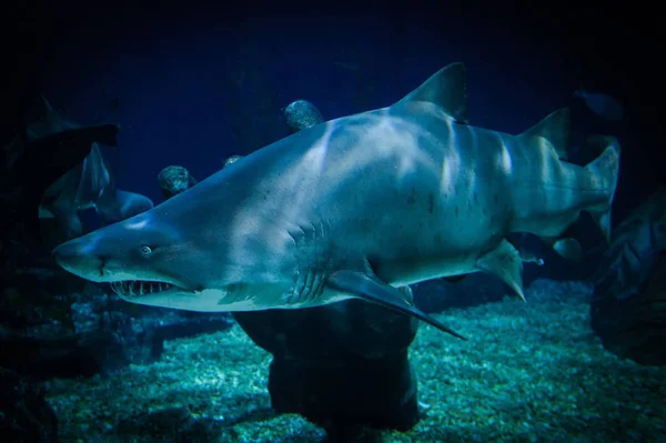 Gran Imagen Tiburón Blanco Bajo Agua Nadando Vida Marina Océano — Foto de Stock