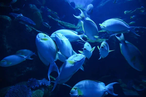 黄鳍鱼 一组黄鳍外科医生在学校的鱼中游泳海洋生物水下海洋 — 图库照片