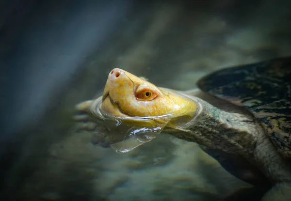 Tortuga Cabeza Primer Plano Tortuga Cabeza Amarilla Flotando Superficie Del — Foto de Stock