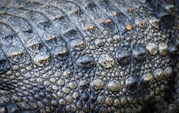 Krokodil Huid Close Van Echte Krokodil Huid Textuur Alligator Reptiel — Stockfoto