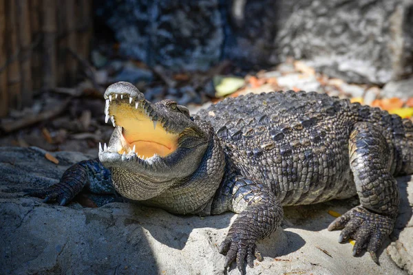 Abra Boca Crocodilo Deitado Relaxando Pedra Perto Água Uma Fazenda — Fotografia de Stock