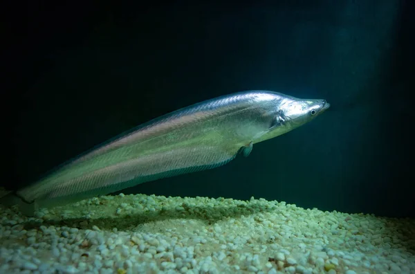 Gewöhnlicher Scheidenfisch Schwimmt Fischbecken Unterwasseraquarium Blauer Scheidenfisch — Stockfoto