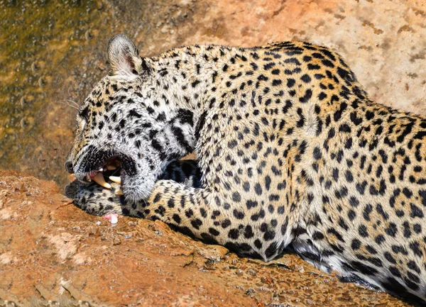 Caça Animal Jaguar Comer Sua Presa Jaguar Sentado Tigre Rocha — Fotografia de Stock