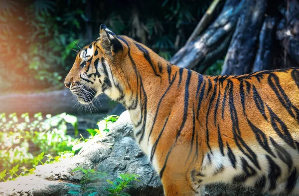 Tigre Bengala Tigre Real Close Cabeça Tigre Bonito Tigre Bengala — Fotografia de Stock