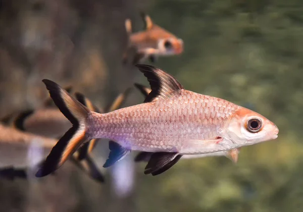 물고기 물고기 수족관 Balantiocheilos Melanopterus — 스톡 사진