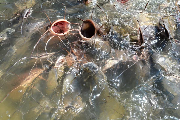 Alimentar Peixes Água Doce Lagoas Muitos Peixes Gato Alimentando Alimentos — Fotografia de Stock