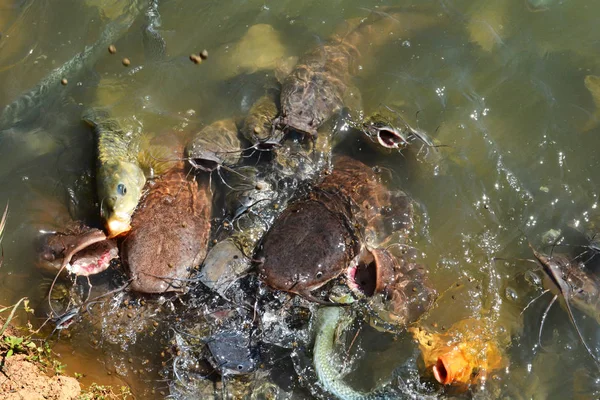 Alimentar Los Peces Agua Dulce Los Estanques Muchos Bagre Alimentación —  Fotos de Stock