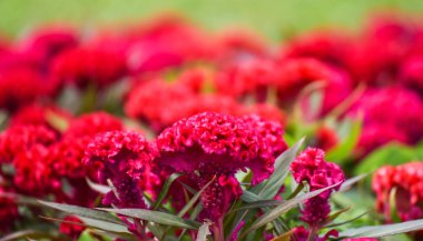 Celosia cristata veya cockscomb çiçek kırmızı alan bahçe renkli çiçek ve yaz bahçe Park yolu