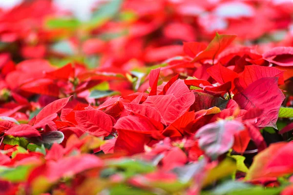 Hermosa Hoja Fondo Rojo Poinsettia Flores Rojas Que Florecen Jardín — Foto de Stock