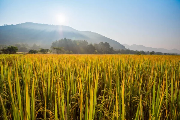 yellow rice field / landscape field and sunrise sun shine through on mountain - ripe paddy rice wait harvest rice in golden field product of agriculture countryside asia