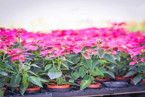 Flores Rosadas Poinsettia Floreciendo Jardín Hojas Rosadas Verdes Flores Estrella — Foto de Stock