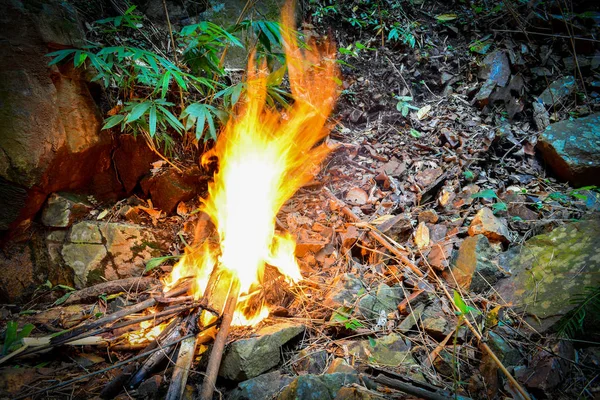Hoguera Ardiendo Árboles Ramas Bambú Bosque —  Fotos de Stock