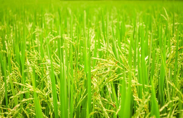 Rice Field Background Green Paddy Rice Tree Agriculture Asia — Stock Photo, Image