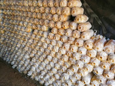 Mantar çiftliği / organik istiridye ve shiitake mantar kalıp çiftlik tarım büyüyen için plastik torba