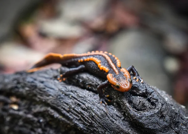 Salamanders Houten Logboeken Wildlife Reptiel Krokodil Salamander Gespot Oranje Zwarte — Stockfoto