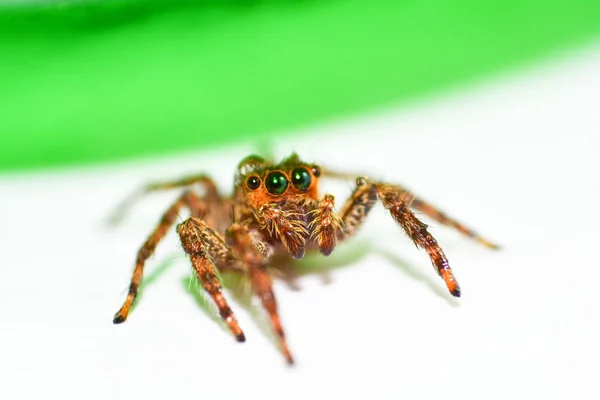 緑の葉の植物 自然の背景にカラフルなジャンピングスパイダー マクロ昆虫茶色と黒の小さなハエトリグモをクローズ アップ — ストック写真