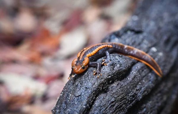 Salamandra Bali Drewnianych Dzikość Gad Krokodyl Salamandra Zauważył Pomarańczowy Czarny — Zdjęcie stockowe