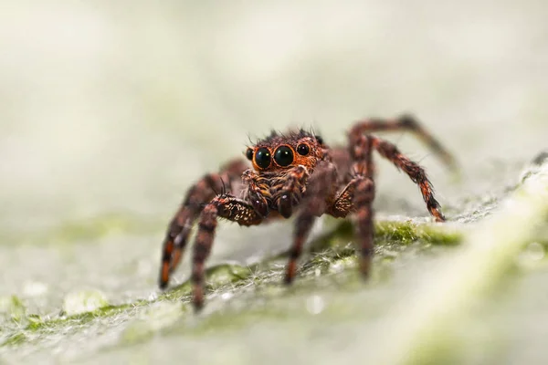 緑の葉の植物 自然の背景にカラフルなジャンピングスパイダー マクロ昆虫茶色と黒の小さなハエトリグモをクローズ アップ — ストック写真