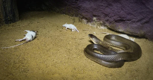 Siamese cobra - Monocled cobra snake looking rat for food on ground