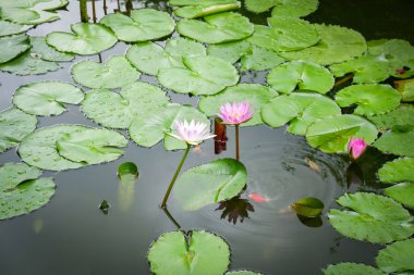 Lotus gölet / Nilüfer veya lotus çiçeği ve yeşil yaprak bahçede büyüyen su birikintisi