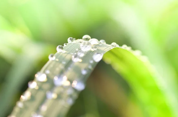 Water Drop Dew Leaf Green Grass Field Morning Sun Light — Stock Photo, Image