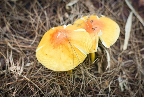 Ciuperci Sălbatice Frumoase Galben Amanita Wubjunguillea Cresc Pământ Pădure Natură — Fotografie, imagine de stoc