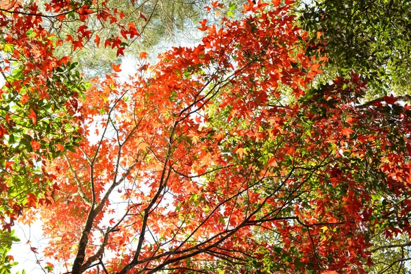 Klon Czerwony Liść Drzewo Klon Kolorowy Sezon Jesień Lesie Pozostawia — Zdjęcie stockowe